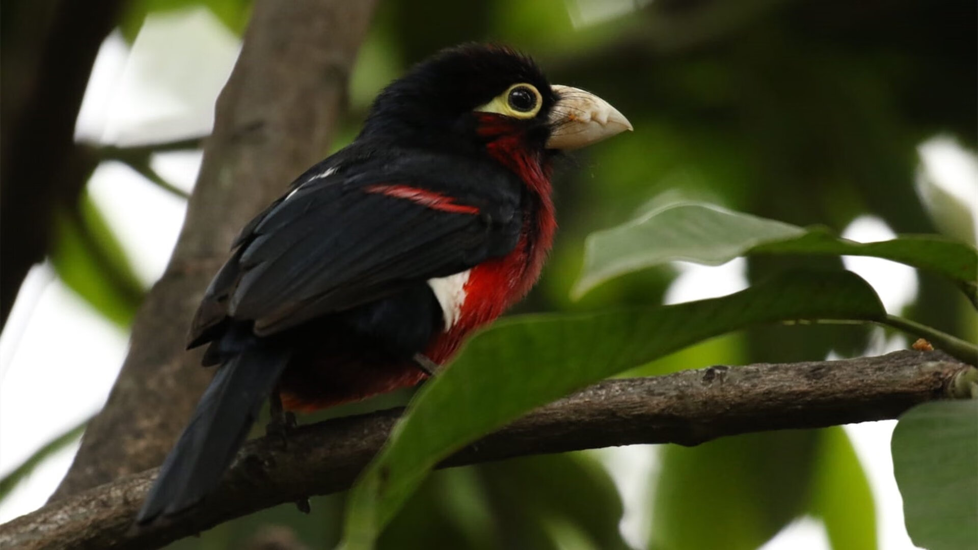 kaiyun登录入口-“英超榜首大战一触即发，谁能问鼎冠军？”，英超第一