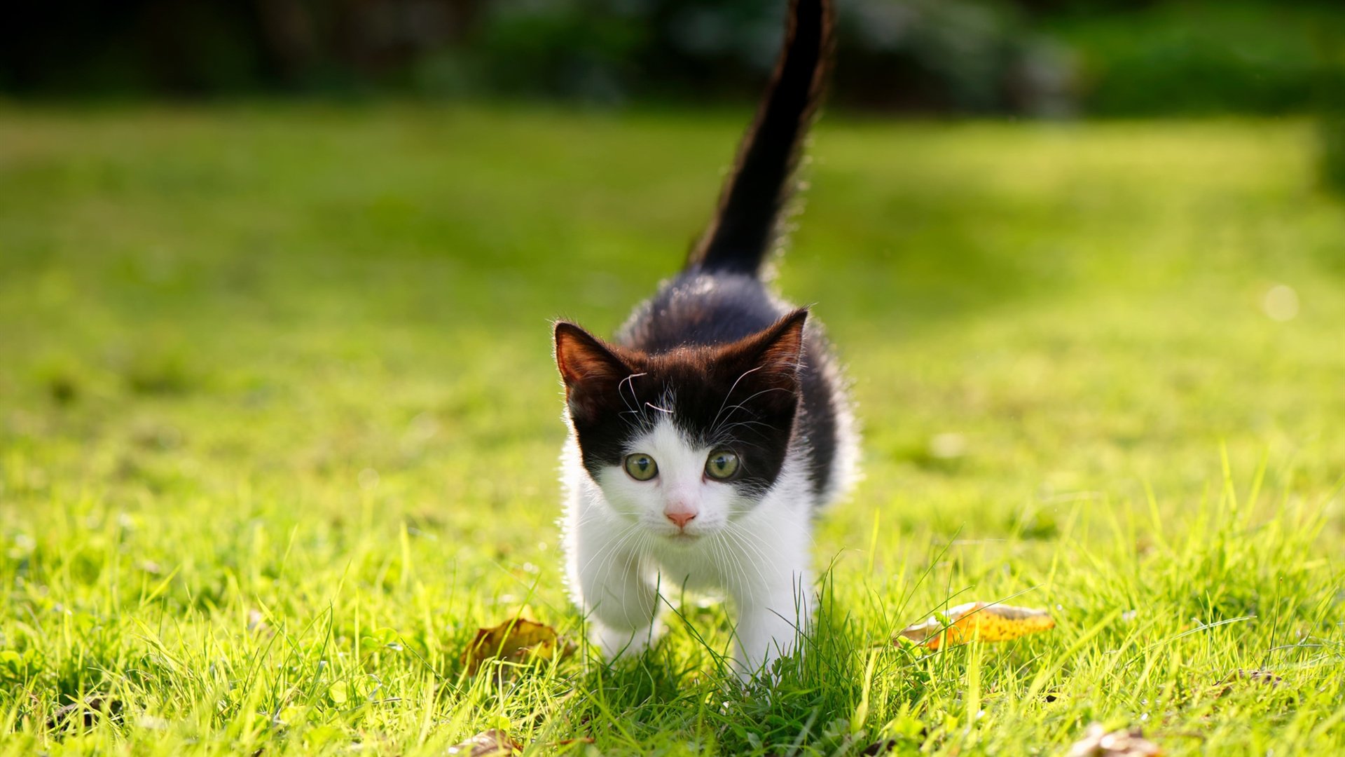 开云真人-国际知名篮球训练体系引入中国，提升青少年培训水平，中国青少年篮球培训品牌排行