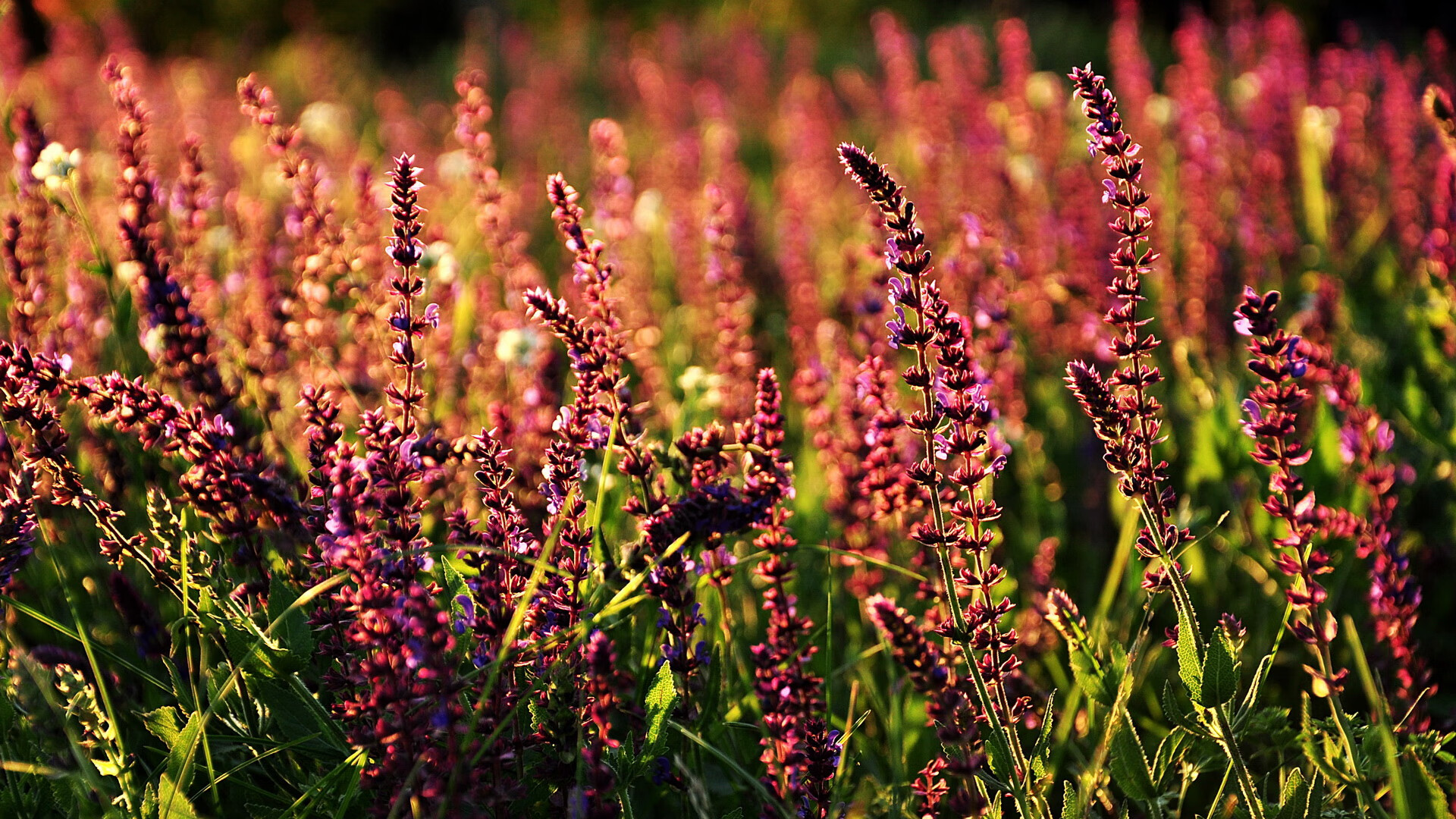 kaiyun体育app-意甲引入新战术体系，表现亮眼的球员频频制造奇迹，意甲开始